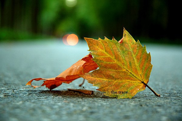 秋天来了树叶黄了，原来我早已习惯了这忧伤的季节