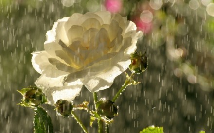 唯美意境雨中的花朵图片