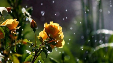 唯美意境雨中的花朵图片