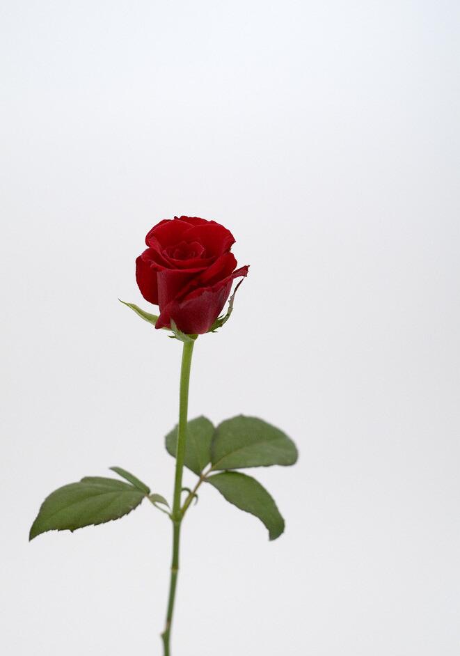 一支玫瑰图片：一朵玫瑰图片大全