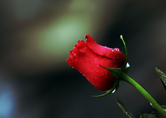 滴水玫瑰图片：玫瑰花图片大全