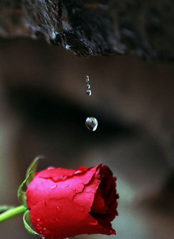 滴水玫瑰图片：玫瑰花图片大全