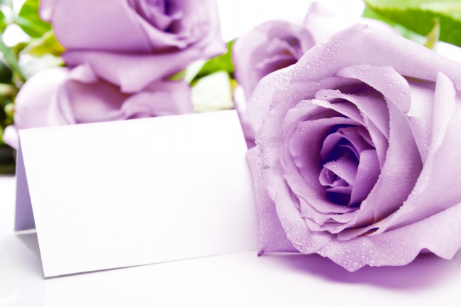 紫玫瑰花图片：紫玫瑰花图片大全大图