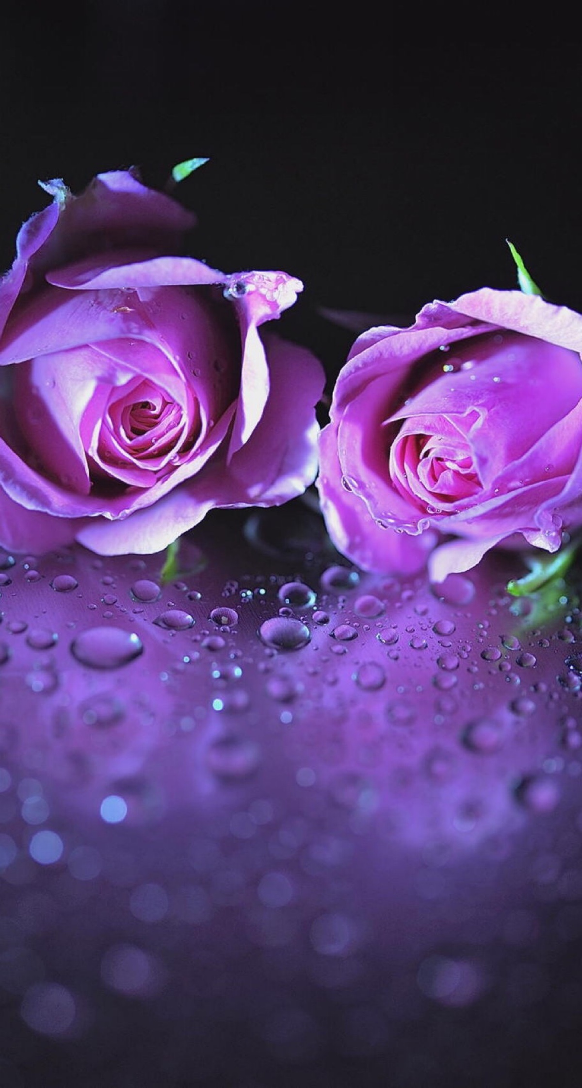 紫玫瑰花图片唯美：紫玫瑰花语