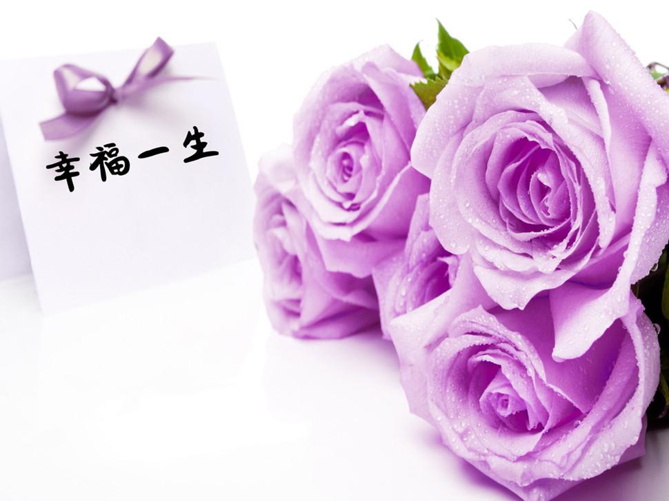 紫玫瑰花图片唯美：紫玫瑰花语