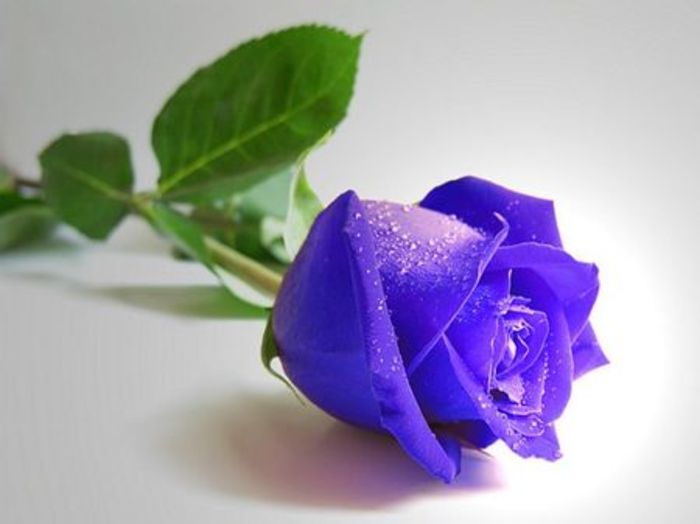 紫玫瑰花图片一支：一朵紫玫瑰花图片