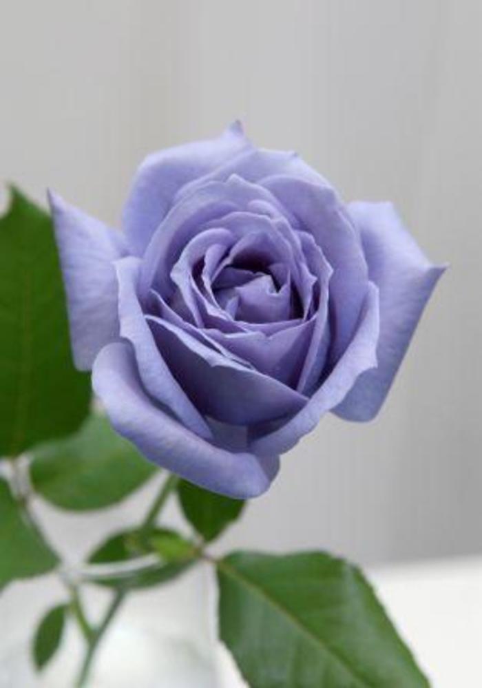 紫玫瑰花图片一支：一朵紫玫瑰花图片