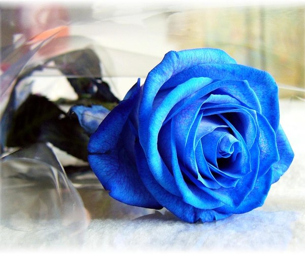 一支蓝玫瑰图片大全：蓝玫瑰图片唯美