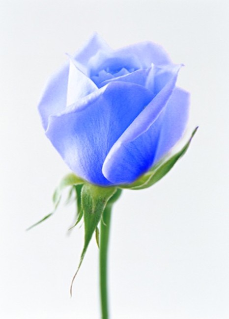 一支蓝玫瑰图片大全：蓝玫瑰图片唯美