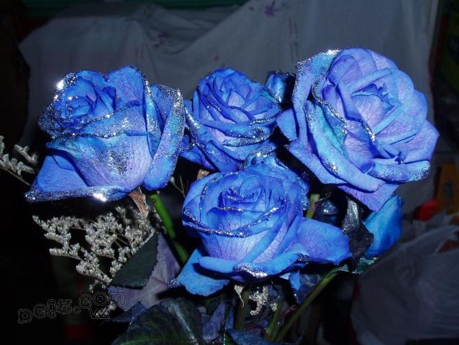 蓝色妖姬图片：蓝玫瑰图片大全