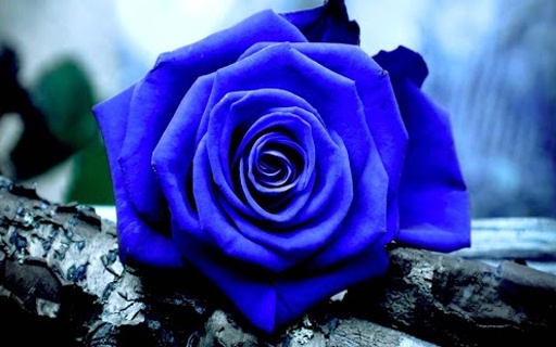 蓝色妖姬图片：蓝玫瑰图片大全