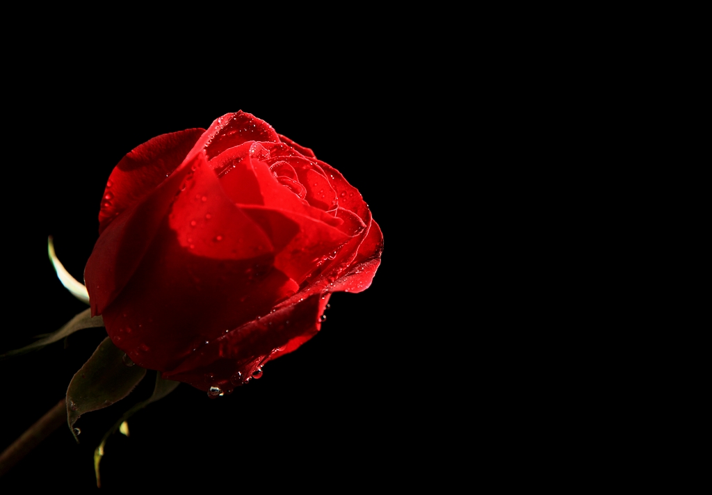 玫瑰图片唯美伤感带血