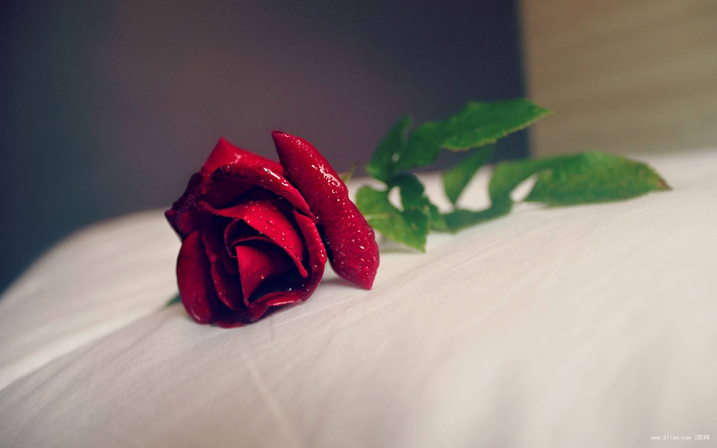 一朵带刺红玫瑰图片