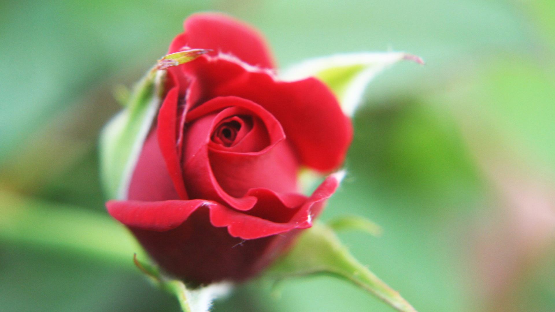 一支玫瑰花图片唯美