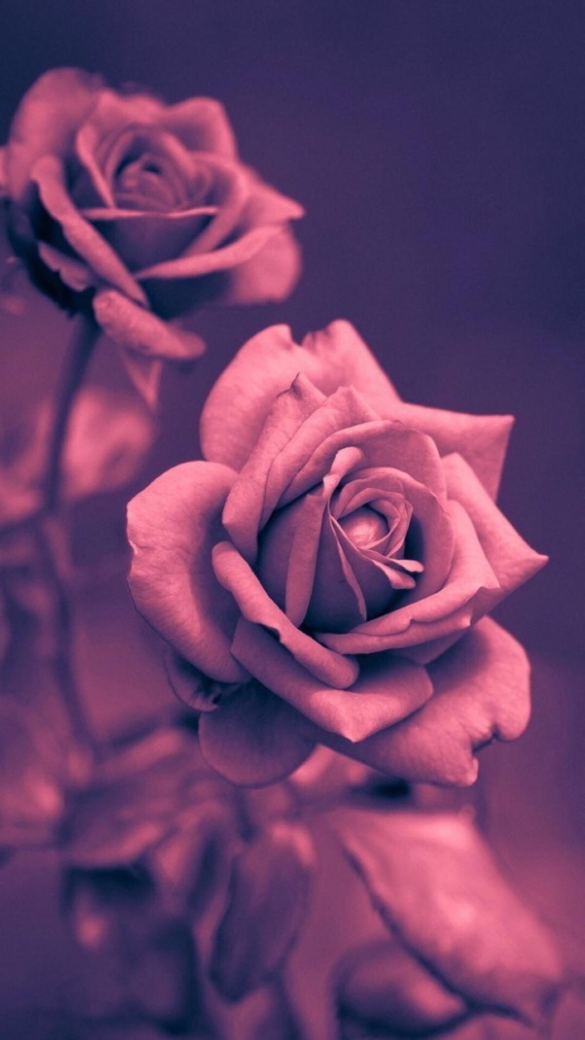 玫瑰带字唯美意境图片 带字的紫玫瑰图片