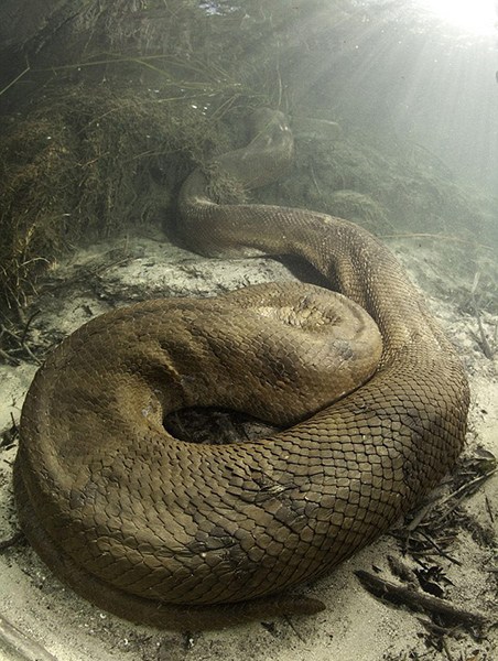 湄公河纳迦蛇 湄公河巨型蟒蛇