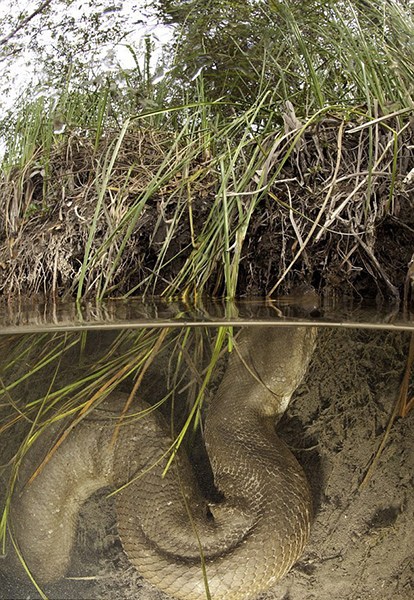 湄公河纳迦蛇 湄公河巨型蟒蛇