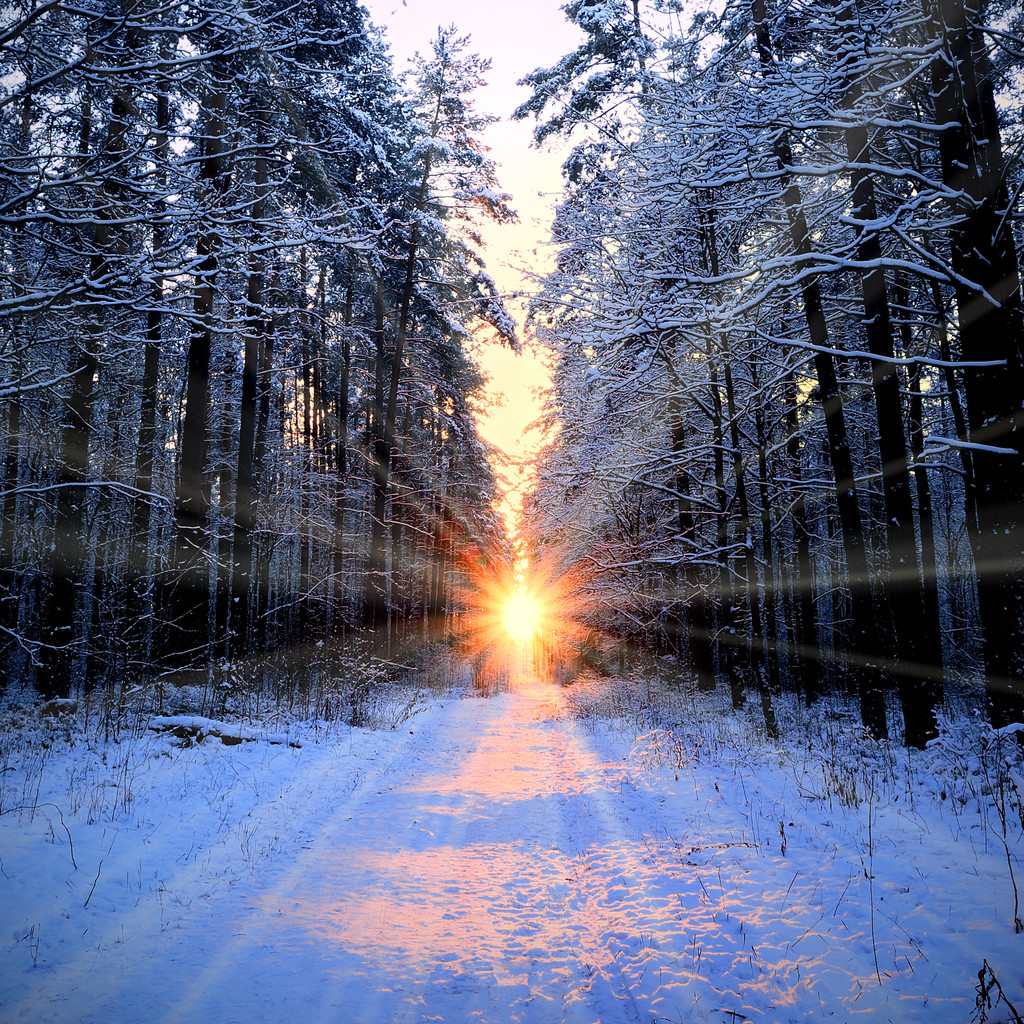 太阳光线,冬天,树林