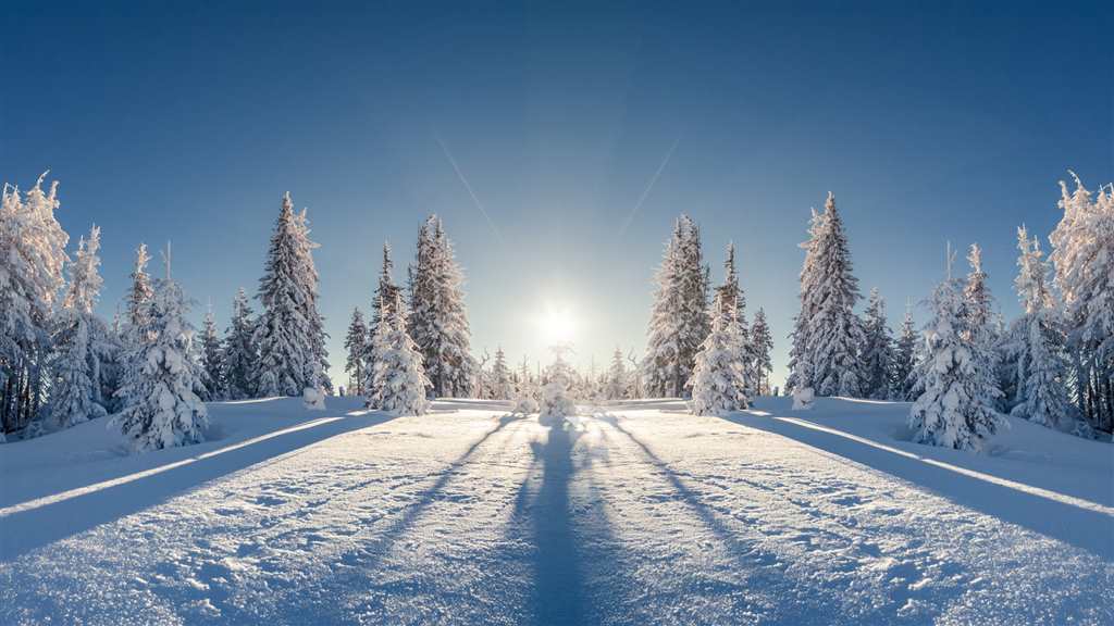 冬天,雪,森林,树,太阳,自然冬天风景图片