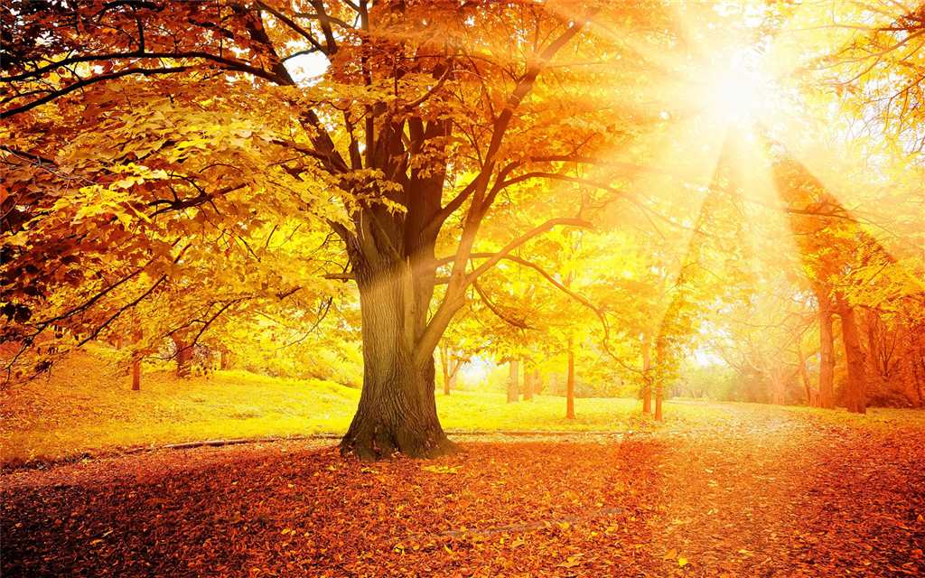 秋天阳光的温暖融进人心,让人很温暖的感觉
