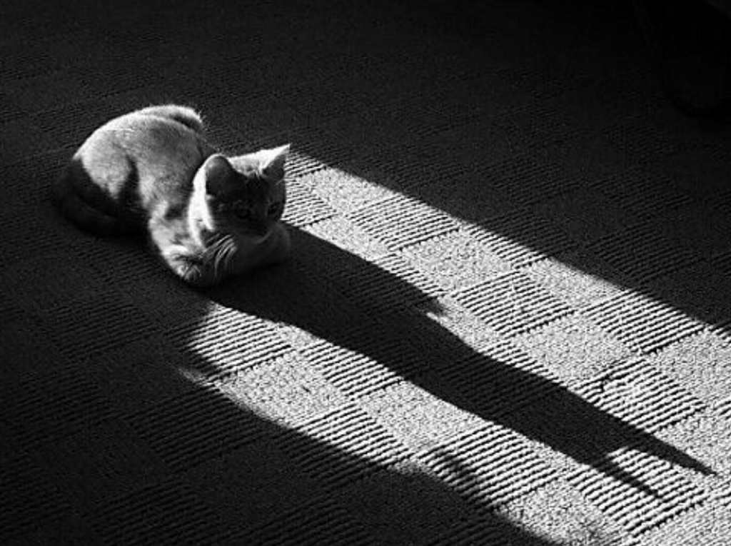有一种美丽叫孤独#猫咪#黑白
