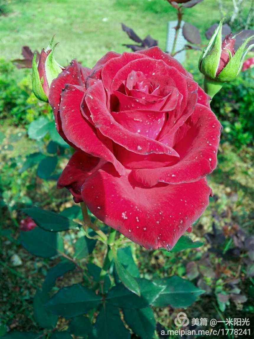 1314朵玫瑰代表——爱你一生一世!#花朵
