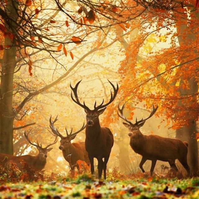 林中有鹿,充满温柔,恬静#动物#秋天#风景