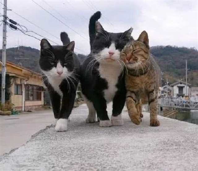 三猫行,必有一单身,左边猫猫那嫉妒的眼神真#猫咪#动物