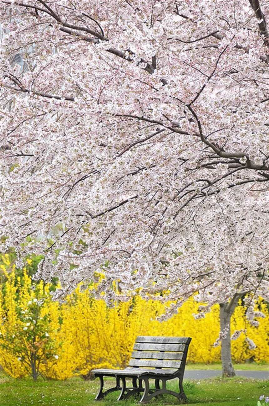 盛开的樱花树下 长椅两边,我和你 长椅 #风景#唯美