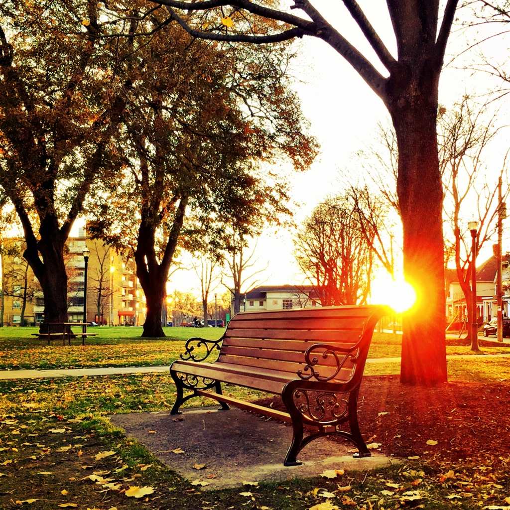 夕阳下绿叶树下的棕色木制公园长椅#风景#唯美#夕阳
