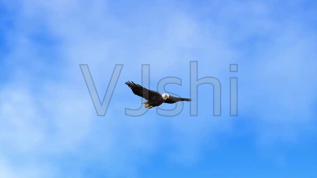 蓝色的天空中一只飞翔的老鹰