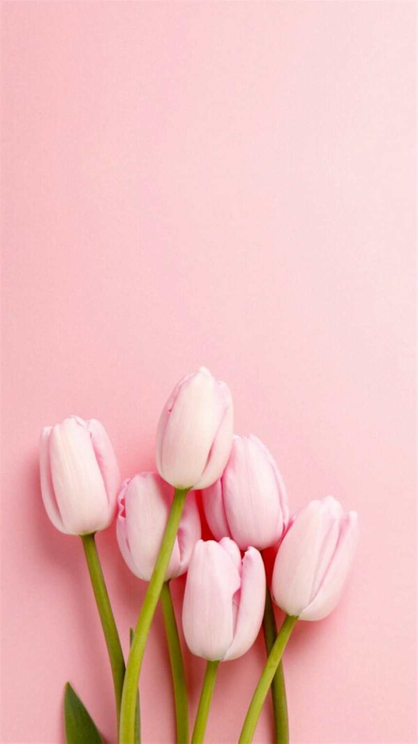 祝大家周末愉快玩的开心,每天有个好心情!#花草#粉色