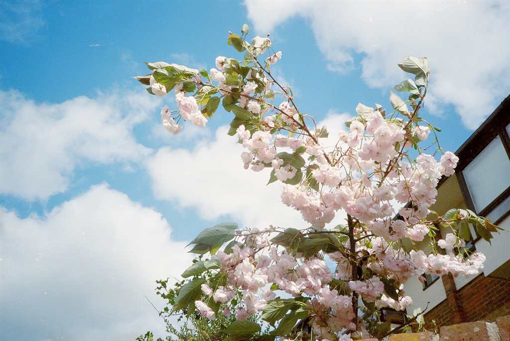 家门口的樱花树,每天一出门就给我带来好心情#花朵#唯美