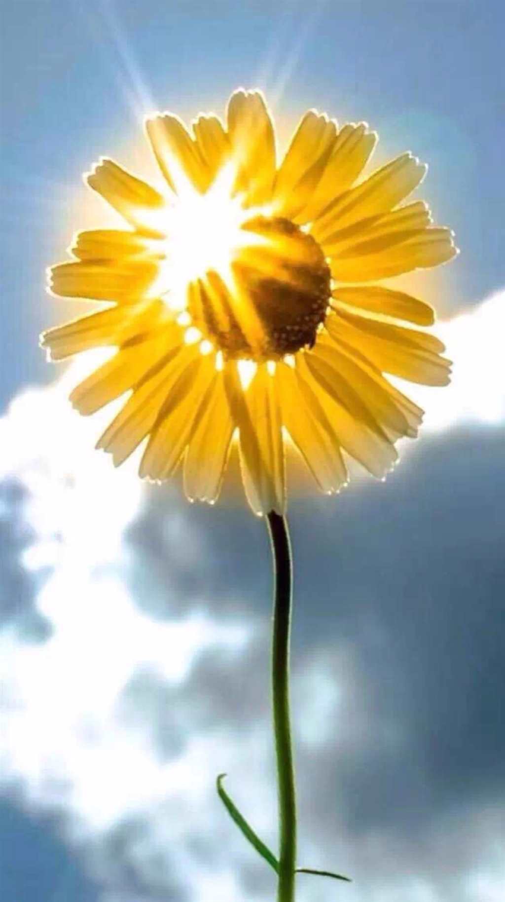 心中有个小太阳,每天都有灿烂阳光#花草