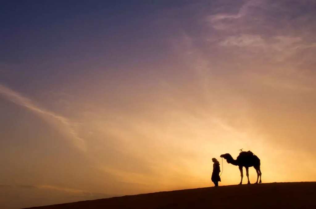 让你享受简单生活#动物#沙漠#黄昏