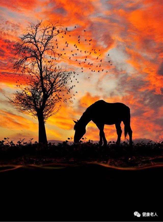 人生最美是黄昏!#动物#黄昏#树木