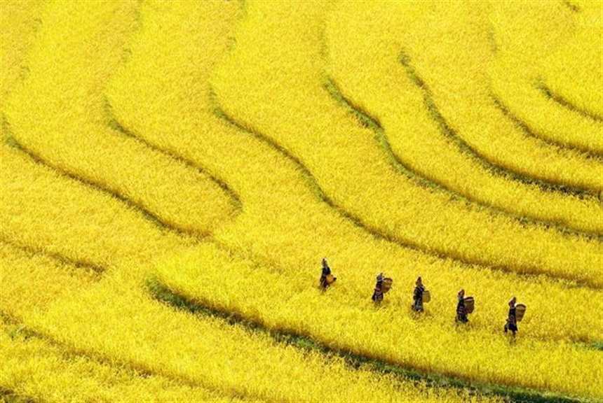 人和食物的脚步,在今天的中国,从来不曾停歇.#花草#唯美#风景