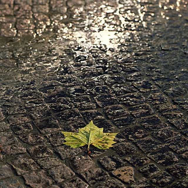 秋天夜晚下雨图片#树叶#街拍