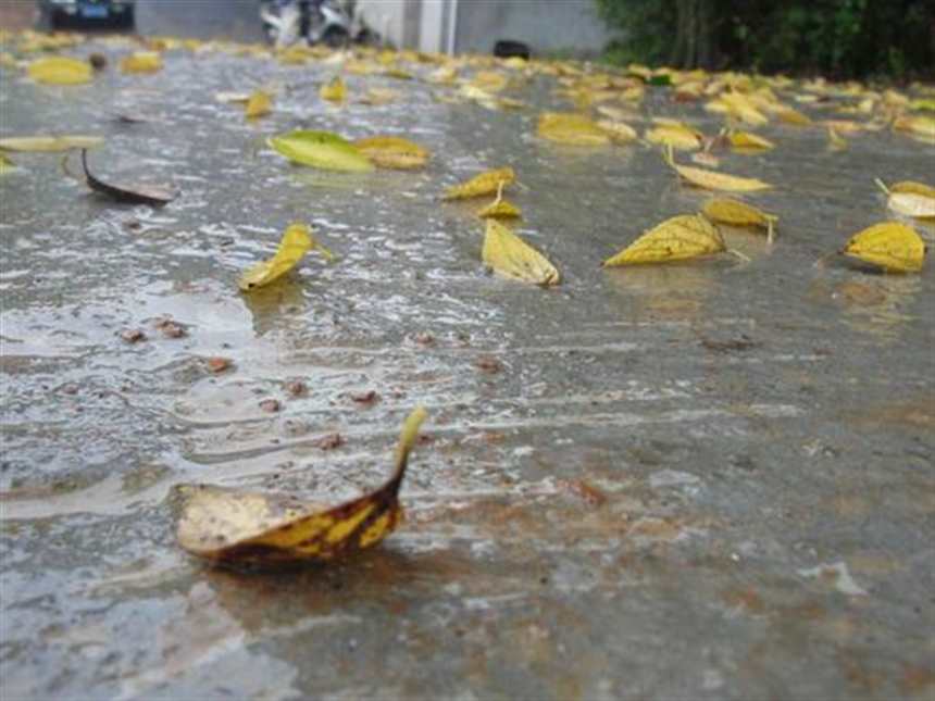 感觉秋天是一个忧伤的季节,特别是在下雨起风的时候那种悲凉