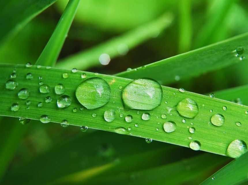 水滴在草的在一个夏天以后下雨#小清新#森系