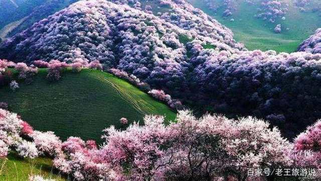 想体验一场沾衣欲湿杏花雨,就来新疆伊犁,和春色撞#花草#小清新#风景