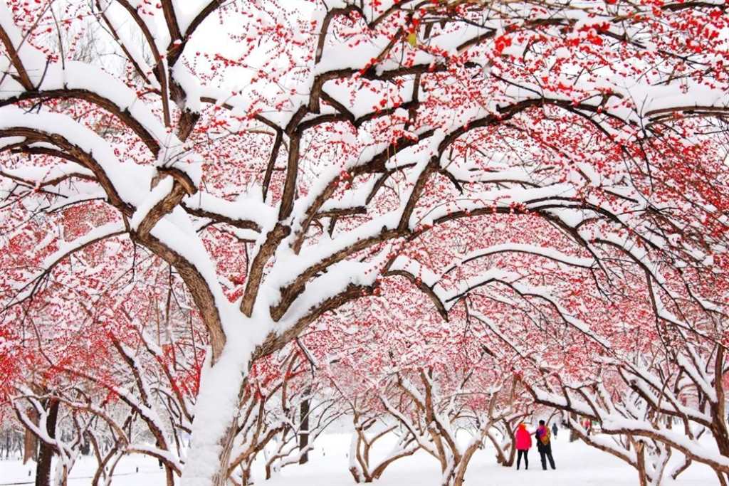 立冬,盼望这里的第一场雪#下雪#唯美#树木