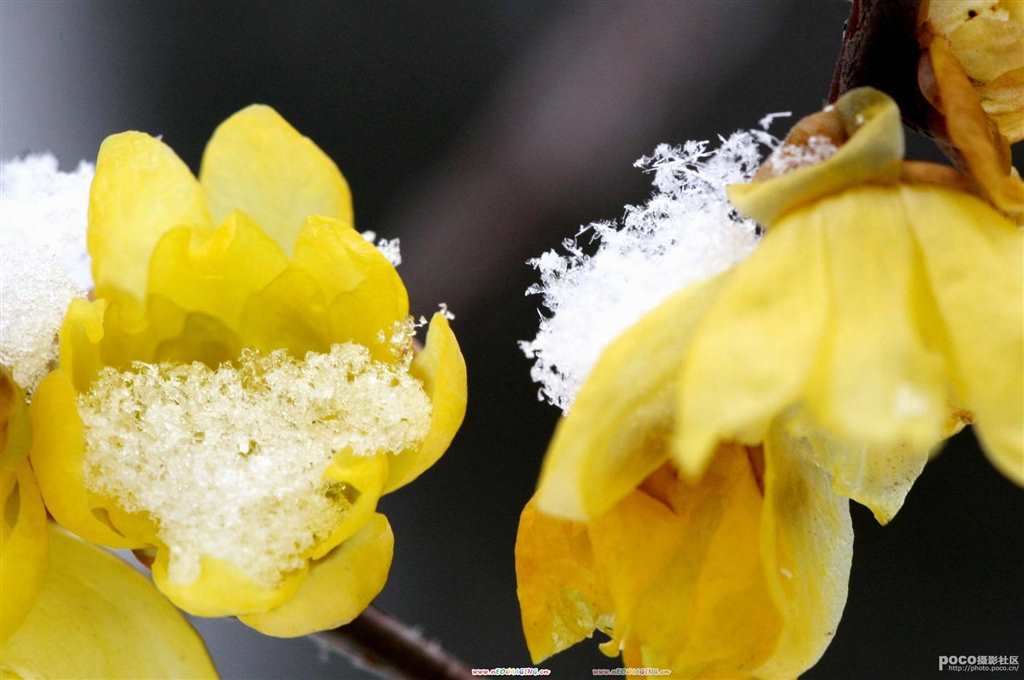 梅花-----它含苞欲放盼望着春天的到来;l#花草#小清新#下雪