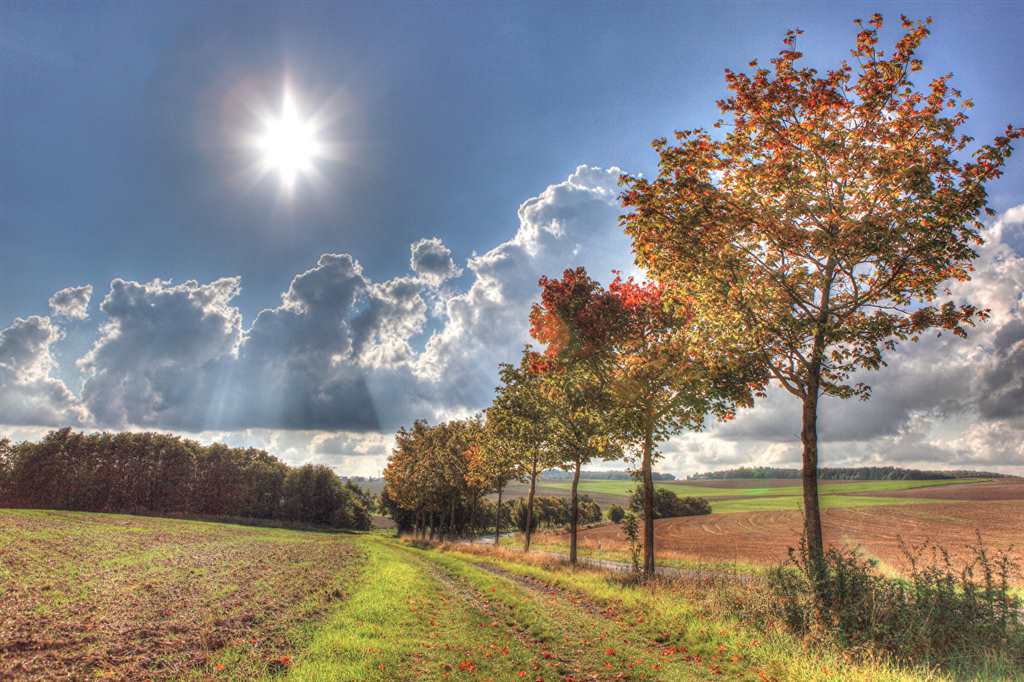 秋季,田地,天空,illerich,树,太阳,大自然#乡村