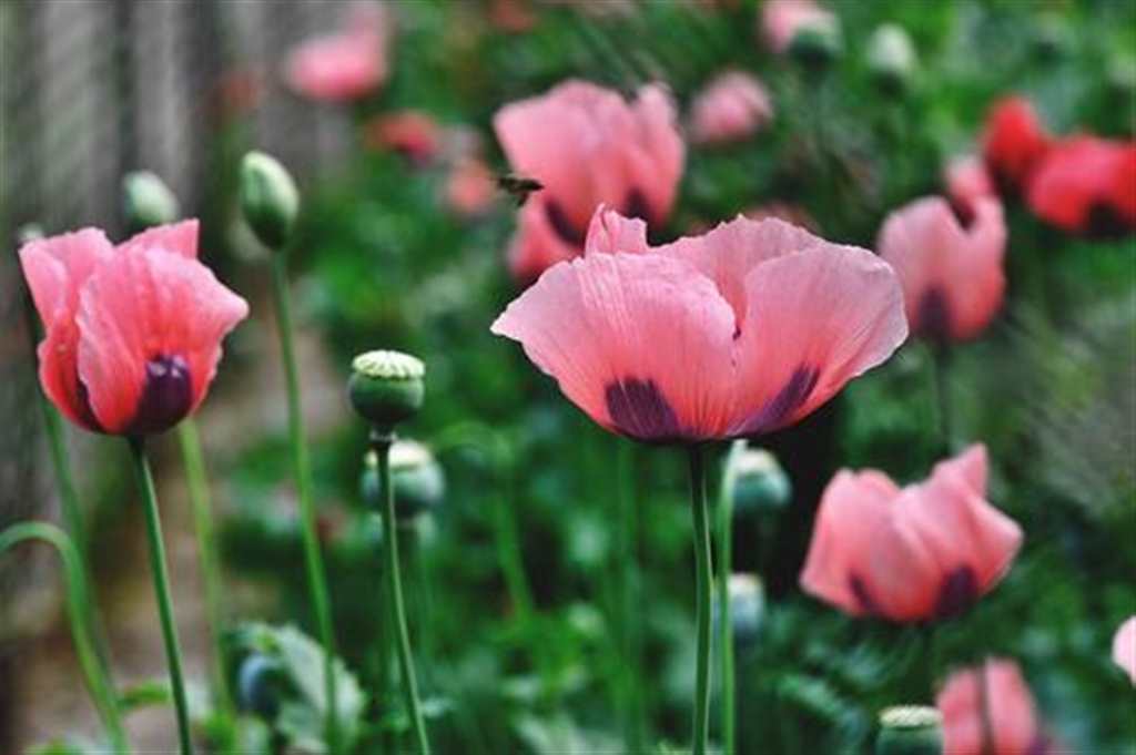 罂粟花——希望,伤害她/她的爱;代表着毒辣和狠毒   悲伤的红罂粟—#花草#小清新