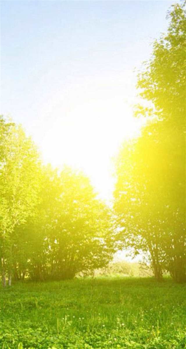 唯美一米阳光图片#树木#阳光