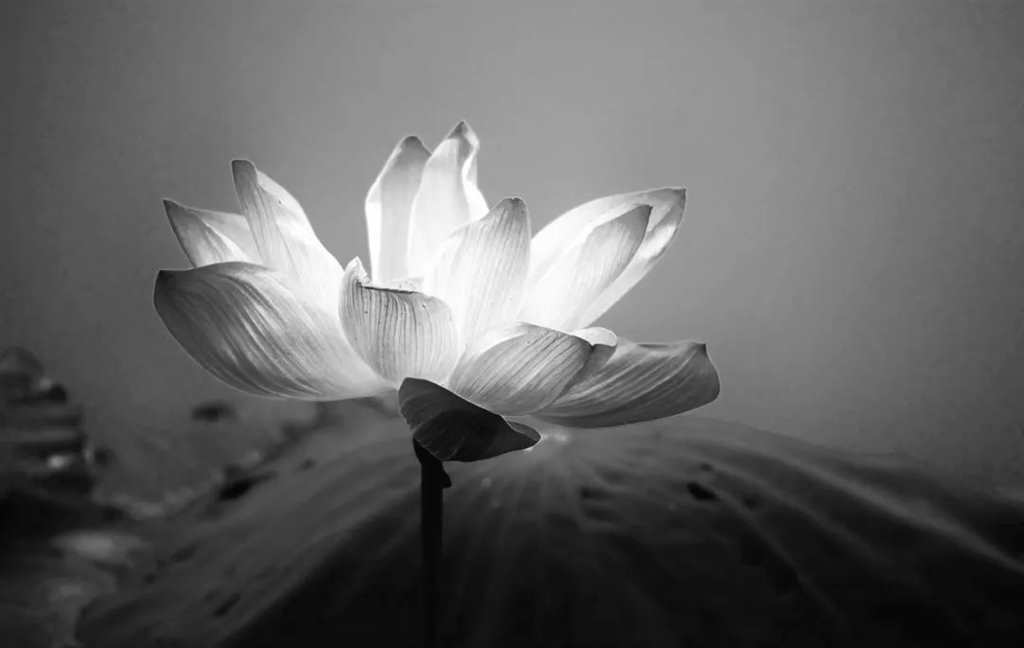 通过现在的一举一动来改变命运#黑白#花朵
