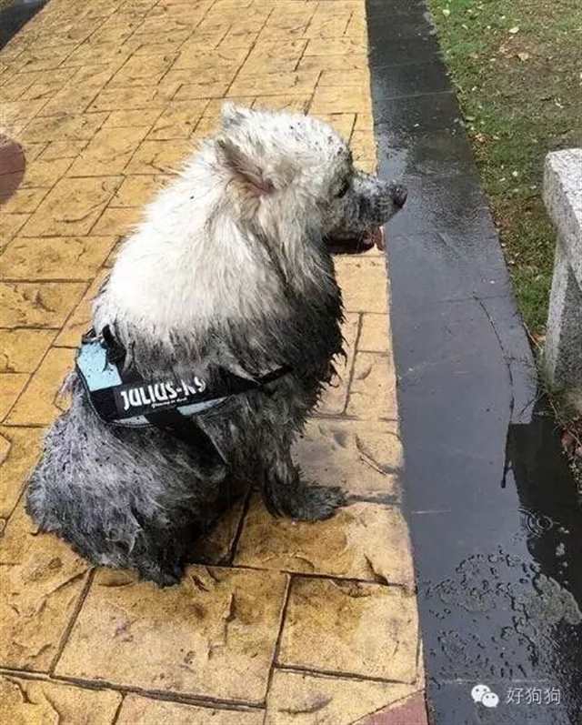 下雨天千万别出去遛狗，下雨天千万别出去遛狗