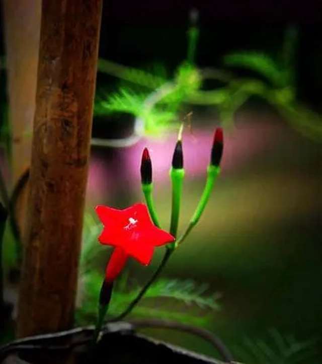 讽刺烂泥扶不上墙的人的说说