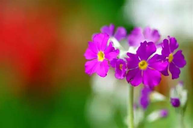 女人正能量美丽的短句